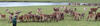 Population managment
