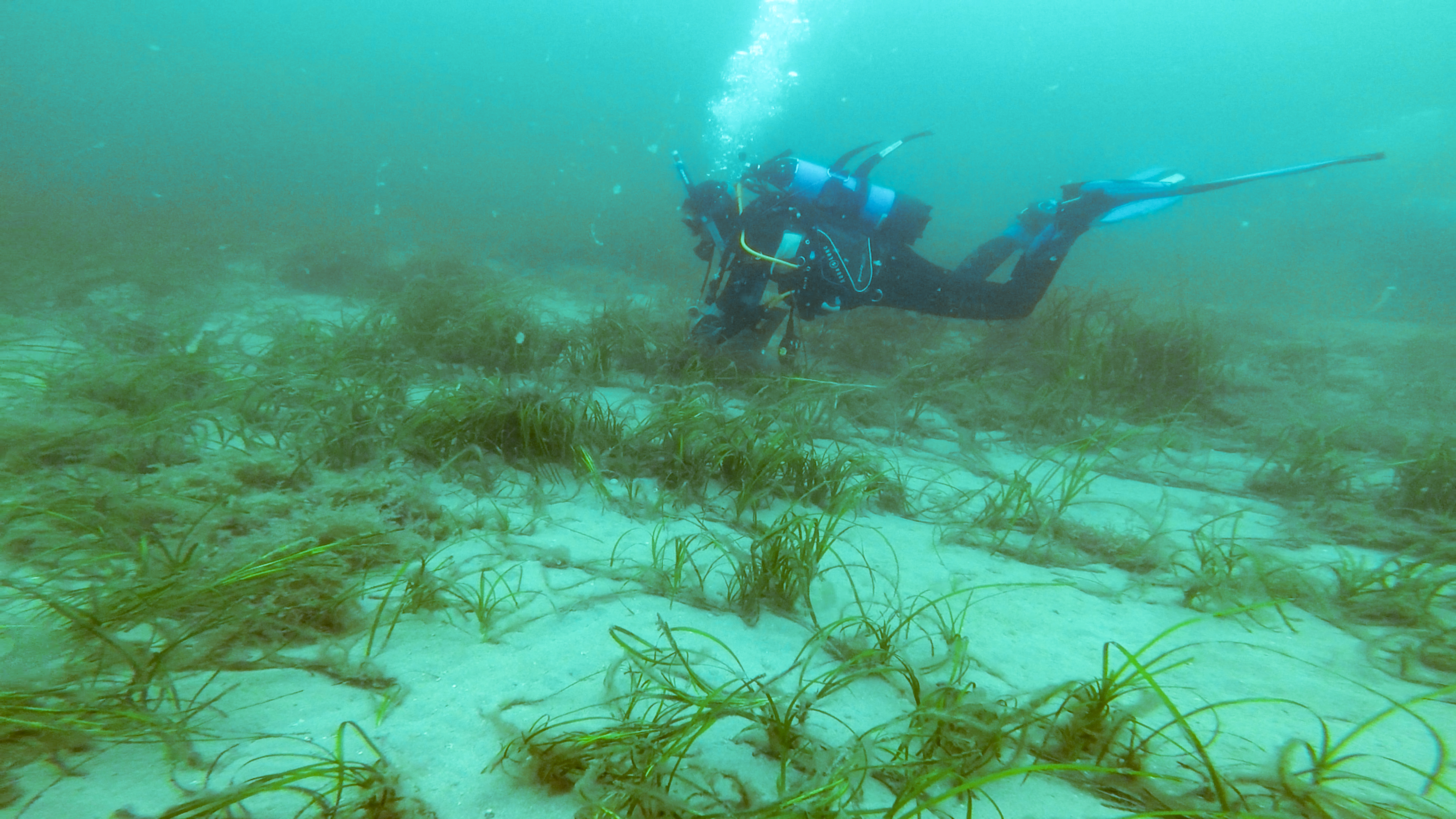 A diver undergoing seagrass restoration